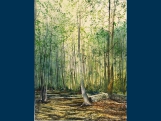 Deep in the beechwoods, Tsagarada, Pelion. 26cm x 34cm